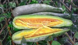 亳州网红吃瓜,揭秘当地美食文化新潮流